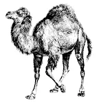 Perl Camel